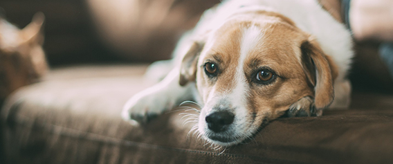 What If Dogs Filed Taxes